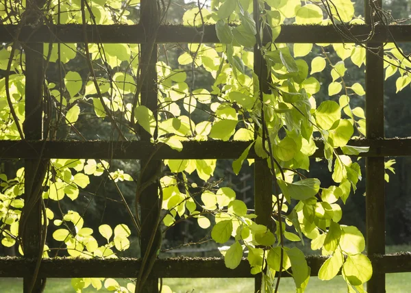 Trellis with plants — Stock Photo, Image