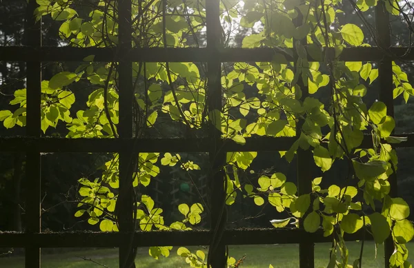 Trelly met planten — Stockfoto