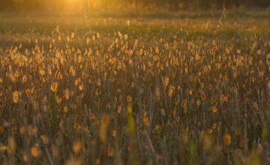 günbatımı çayır