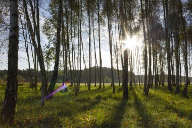 Sunrise huş ağacı orman