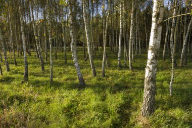 Sunrise huş ağacı orman