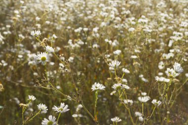 Papatya duvar kağıdı