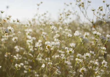 Papatya duvar kağıdı
