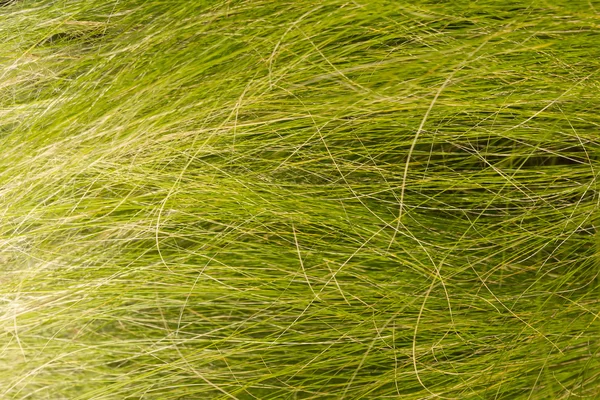 Abstract grass — Stock Photo, Image