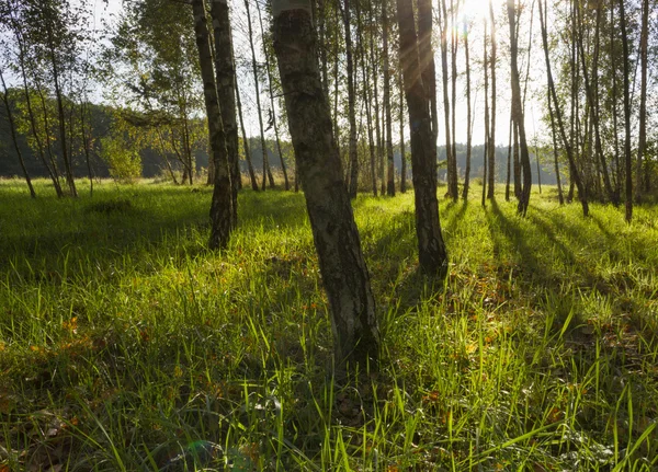 Sunrise huş ağacı orman