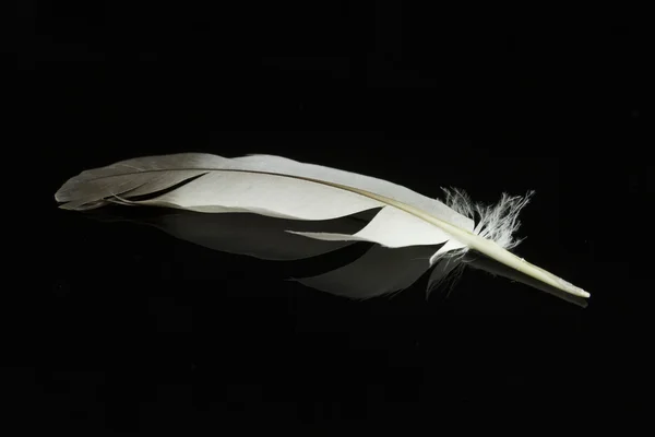 Pluma — Foto de Stock