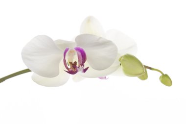 Beyaz Orkide