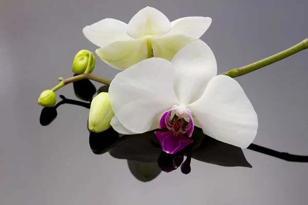 Orchid met reflectie — Stockfoto