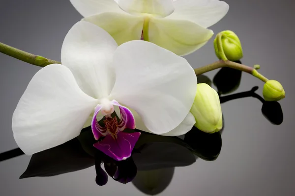 Orchidée avec réflexion — Photo