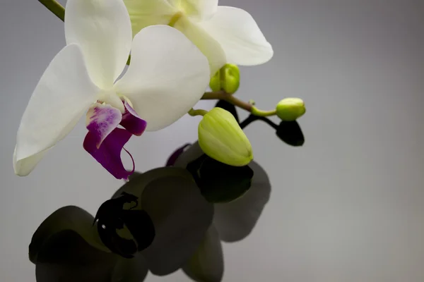 Orchidée avec réflexion — Photo