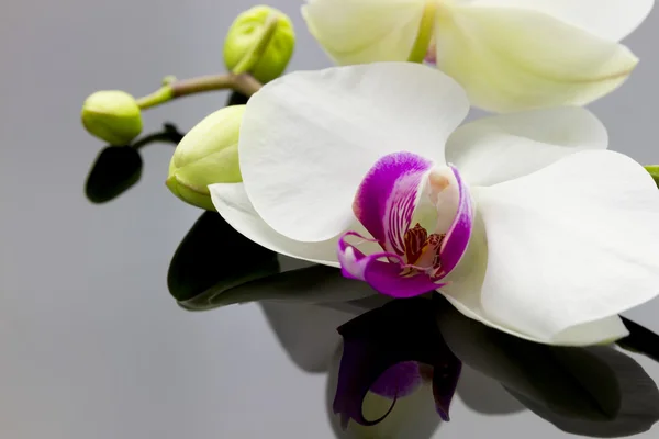 Orchid met reflectie — Stockfoto