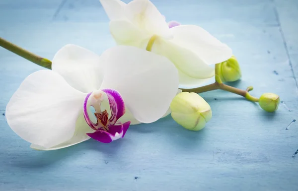 Orchidej na modré — Stock fotografie