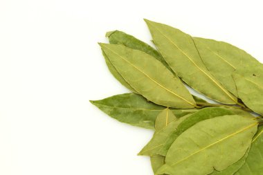 beyaz üzerine defne yaprağı