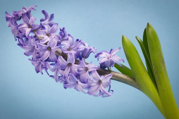 Hyacinth macro — Stock Photo, Image