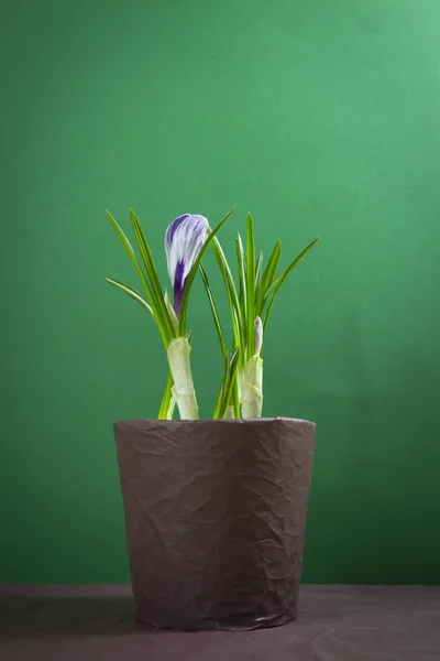 Iris bloem — Stockfoto