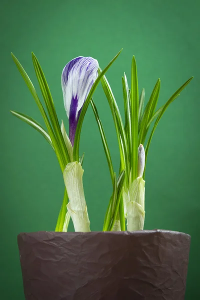 Iris bloem — Stockfoto