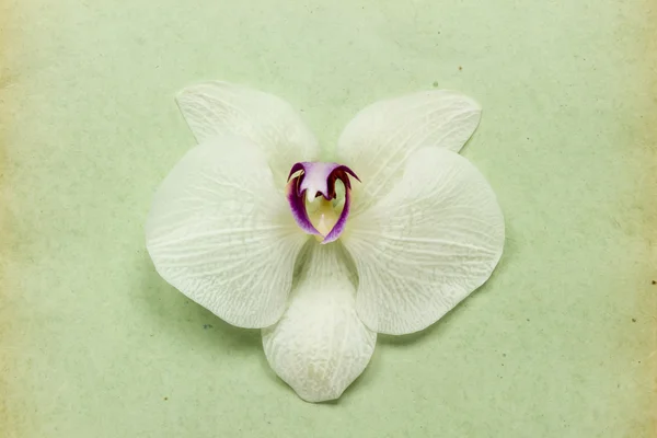 Száraz orchidea — Stock Fotó