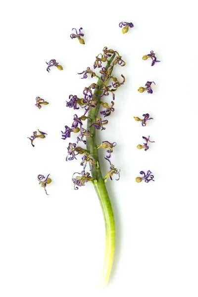 Droge hyacint — Stockfoto