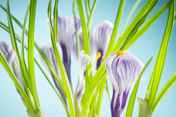 Iris wallpaper — Stock Photo, Image