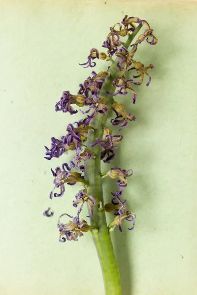 Suché Hyacint — Stock fotografie