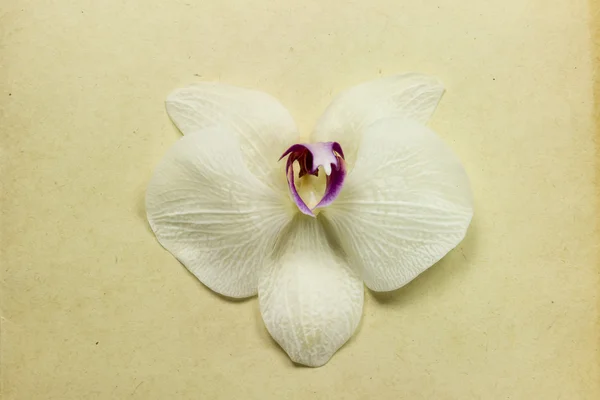 Orchidée sèche — Photo