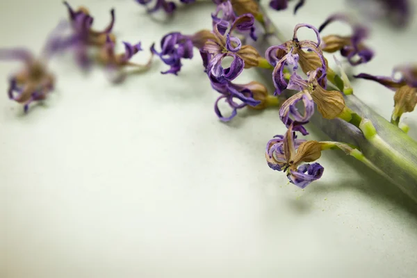 Сухой гиацинт — стоковое фото
