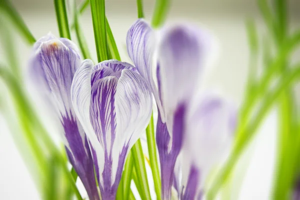 Iris wallpaper — Stock Photo, Image