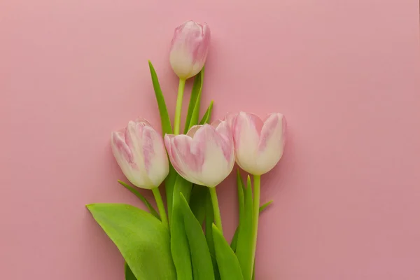Tapeta z tulipanów — Zdjęcie stockowe