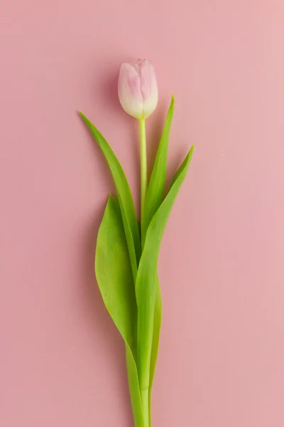 Fondo de pantalla con tulipán —  Fotos de Stock
