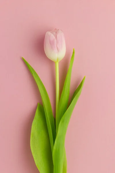 Fondo de pantalla con tulipán —  Fotos de Stock