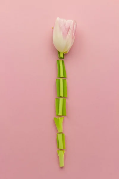 Papel de parede com tulipa — Fotografia de Stock