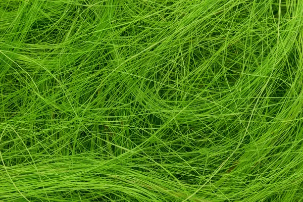 Green hair — Stock Photo, Image