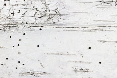 huş ağacı kabuğu