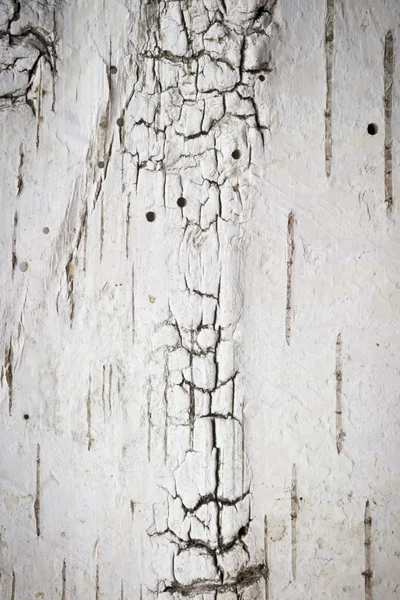 Birch bark — Stock Photo, Image