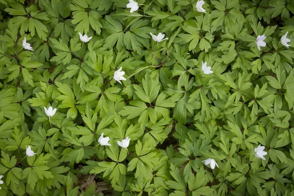 Білий windflower — стокове фото