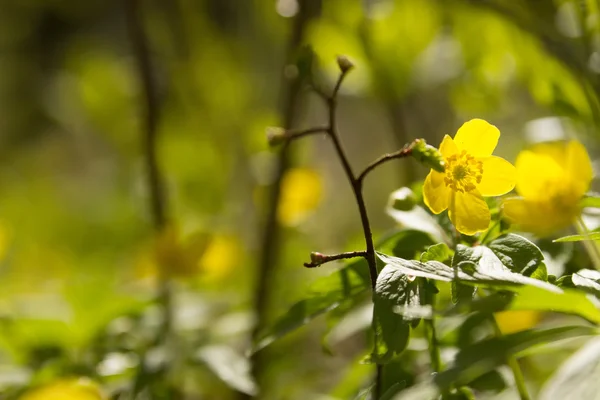 Yellow windflower — Stock Photo, Image