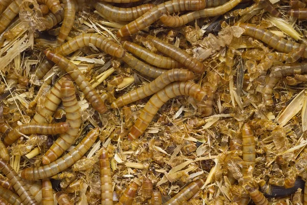 Worms in dirt — Stock Photo, Image