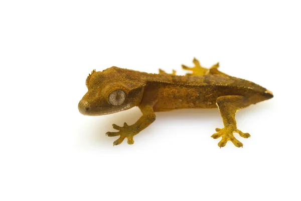 Mladá gecko — Stock fotografie