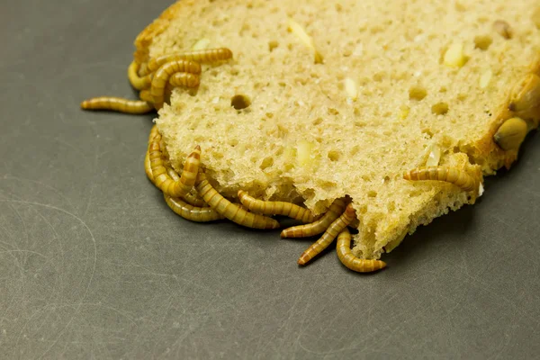 Mealworm eat bread — Stock Photo, Image