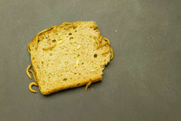 Mealworm eat bread — Stock Photo, Image