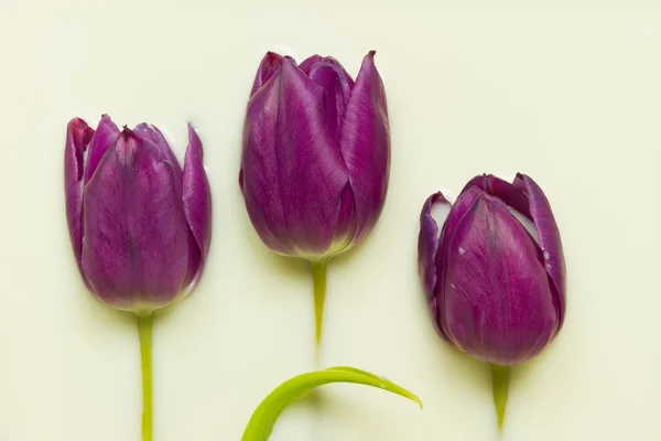 Tulip in milk — Stock Photo, Image