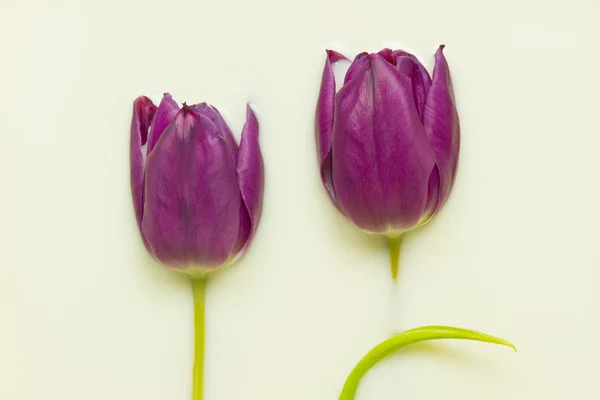 Tulip in milk — Stock Photo, Image