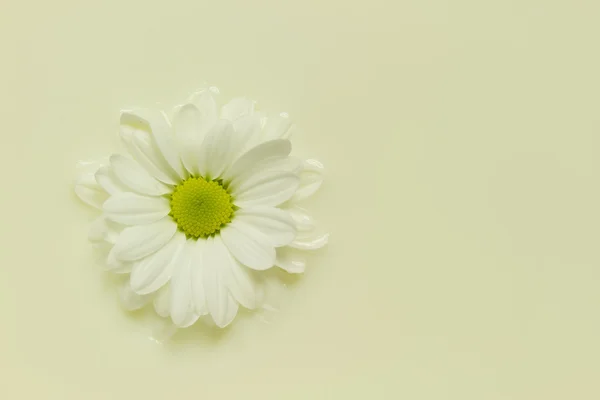 牛奶中的雏菊 — 图库照片