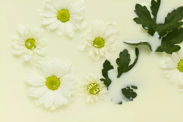Gänseblümchen in Milch — Stockfoto