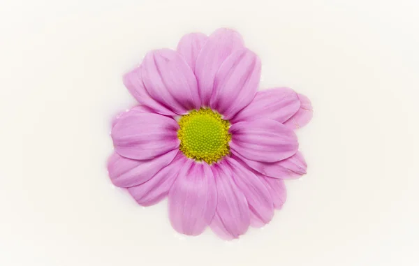 Daisy in milk — Stock Photo, Image