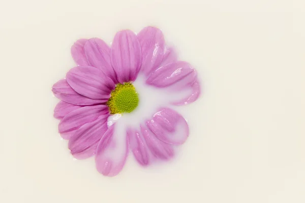 Marguerite dans le lait — Photo