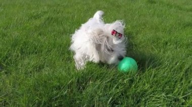 Oynayan Malta köpek