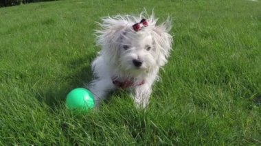 Oynayan Malta köpek