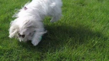 Oynayan Malta köpek