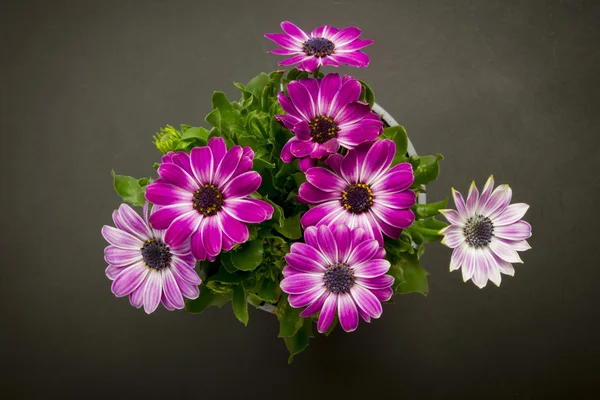 Madeliefjes bovenaan weergave — Stockfoto